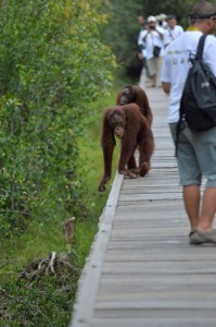 Trans Borneo Expedition 2014     